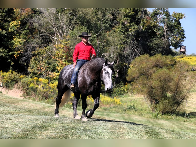 caballo de tiro Caballo castrado 5 años Tordo rodado in Millersburg