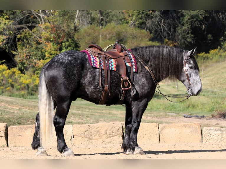 caballo de tiro Caballo castrado 5 años Tordo rodado in Millersburg