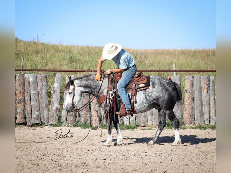 caballo de tiro Mestizo Caballo castrado 6 años 142 cm Tordo in Thedford
