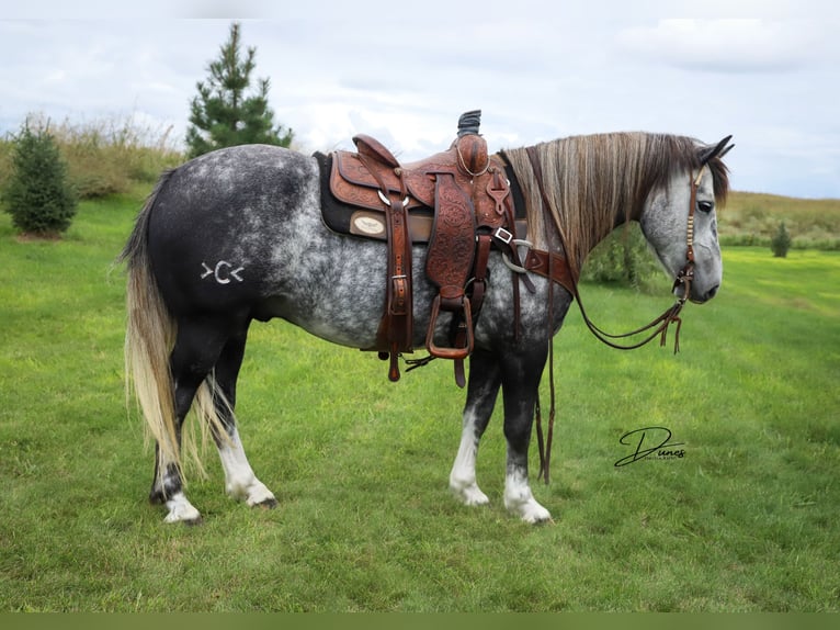 caballo de tiro Mestizo Caballo castrado 6 años 142 cm Tordo in Thedford