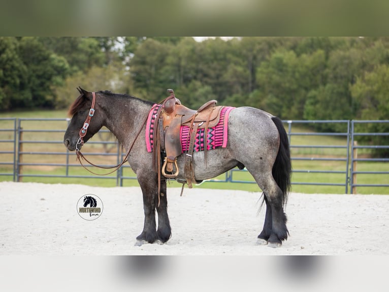 caballo de tiro Mestizo Caballo castrado 6 años 145 cm Ruano azulado in Fredericksburg