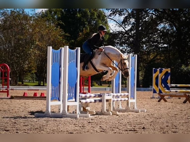 caballo de tiro Mestizo Caballo castrado 6 años 147 cm Pío in Clover