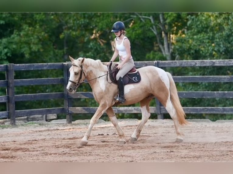 caballo de tiro Mestizo Caballo castrado 6 años 147 cm Pío in Clover
