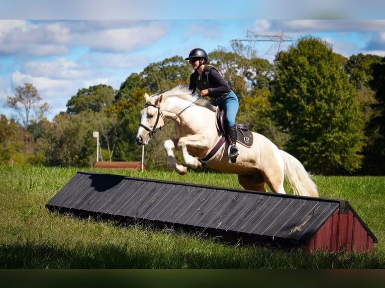 caballo de tiro Mestizo Caballo castrado 6 años 147 cm Pío in Clover