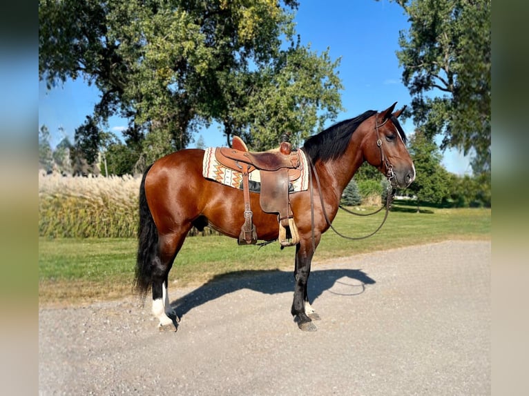 caballo de tiro Mestizo Caballo castrado 6 años 150 cm Castaño rojizo in Zearing, IA