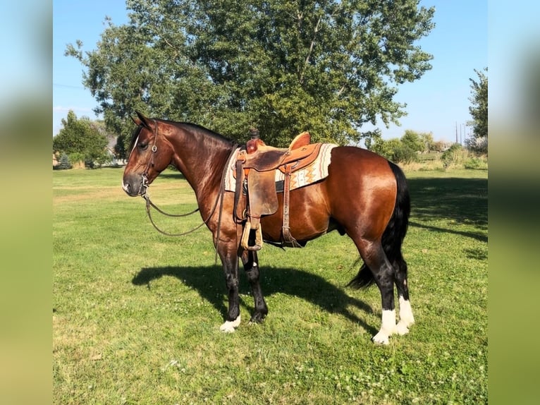 caballo de tiro Mestizo Caballo castrado 6 años 150 cm Castaño rojizo in Zearing, IA