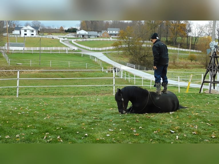 caballo de tiro Mestizo Caballo castrado 6 años 150 cm Negro in Apple Creek