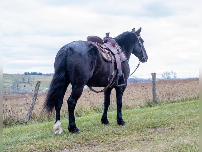 caballo de tiro Mestizo Caballo castrado 6 años 150 cm Negro in Apple Creek