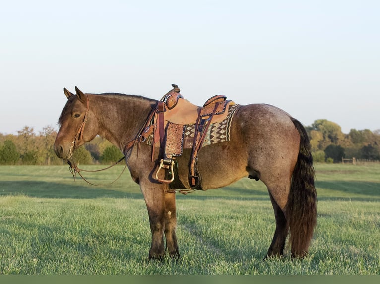 caballo de tiro Mestizo Caballo castrado 6 años 152 cm Castaño-ruano in Buffalo