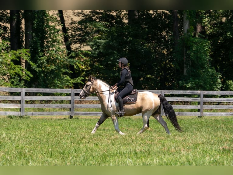 caballo de tiro Mestizo Caballo castrado 6 años 152 cm Pío in Clover