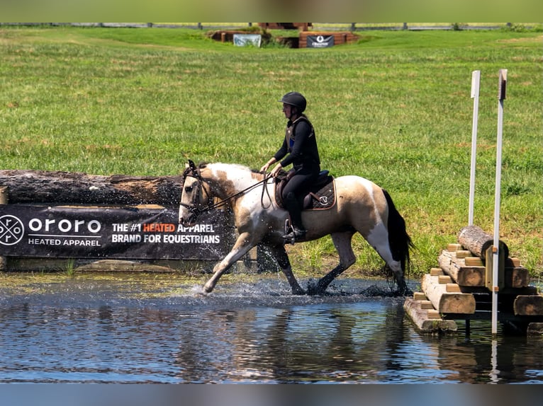 caballo de tiro Mestizo Caballo castrado 6 años 152 cm Pío in Clover