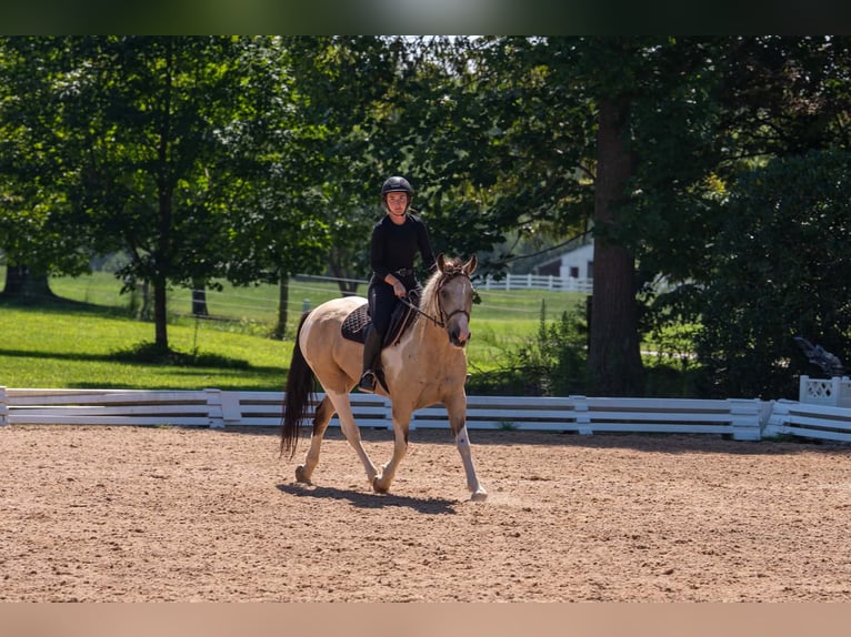 caballo de tiro Mestizo Caballo castrado 6 años 152 cm Pío in Clover