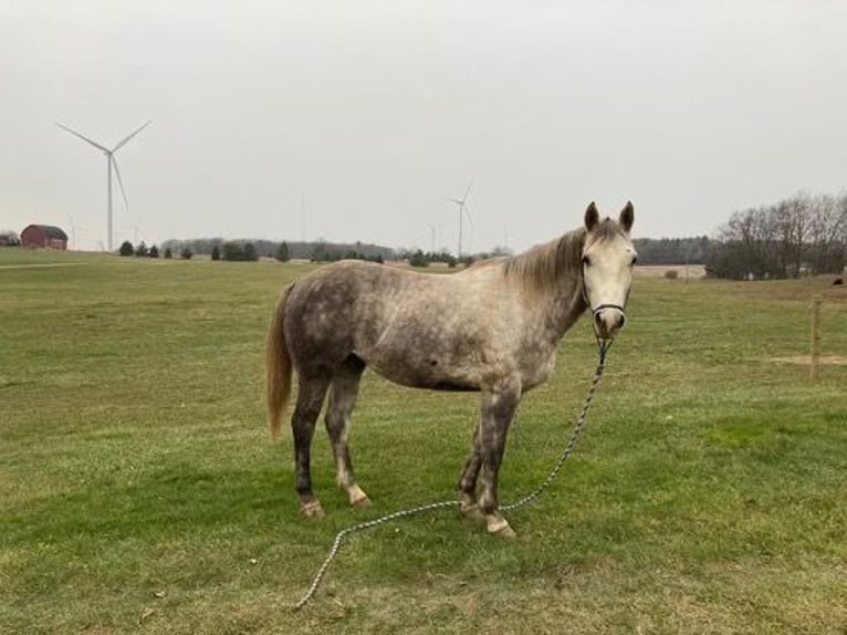 caballo de tiro Caballo castrado 6 años 152 cm Tordo rodado in Rosebush MI