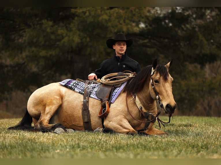 caballo de tiro Mestizo Caballo castrado 6 años 155 cm Buckskin/Bayo in Millersburg