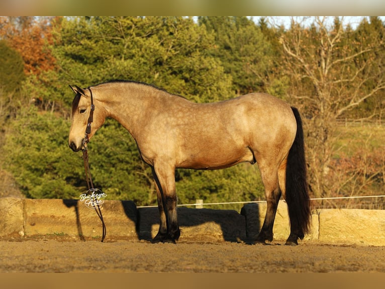 caballo de tiro Mestizo Caballo castrado 6 años 155 cm Buckskin/Bayo in Millersburg