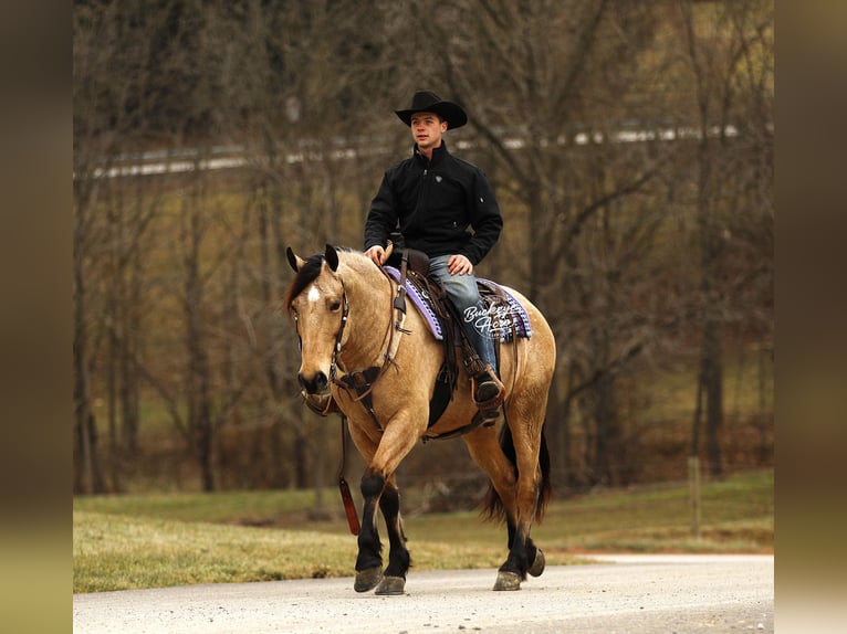 caballo de tiro Mestizo Caballo castrado 6 años 155 cm Buckskin/Bayo in Millersburg