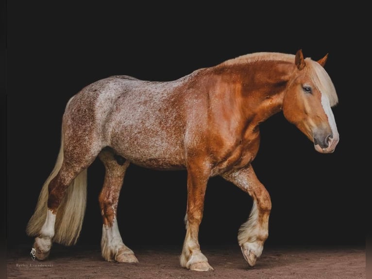 caballo de tiro Caballo castrado 6 años 157 cm Alazán rojizo in Dallas PA