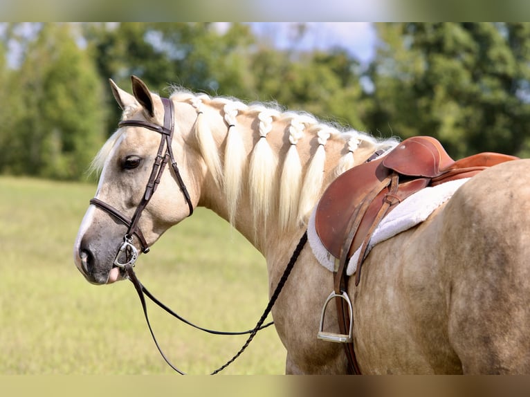 caballo de tiro Mestizo Caballo castrado 6 años 157 cm Palomino in Crab Orchard
