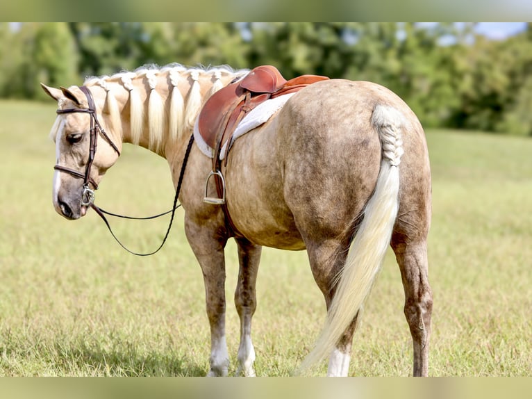 caballo de tiro Mestizo Caballo castrado 6 años 157 cm Palomino in Crab Orchard
