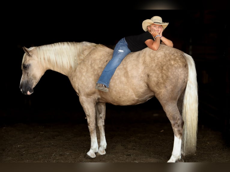 caballo de tiro Mestizo Caballo castrado 6 años 157 cm Palomino in Crab Orchard