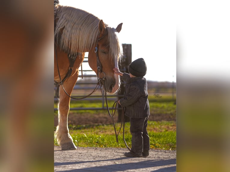 caballo de tiro Mestizo Caballo castrado 6 años 157 cm Palomino in Independence