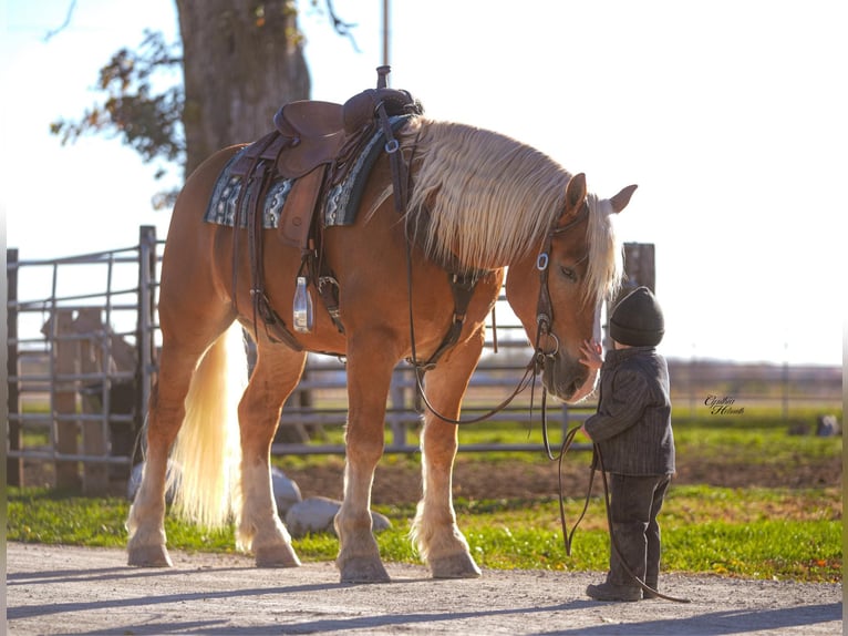 caballo de tiro Mestizo Caballo castrado 6 años 157 cm Palomino in Independence