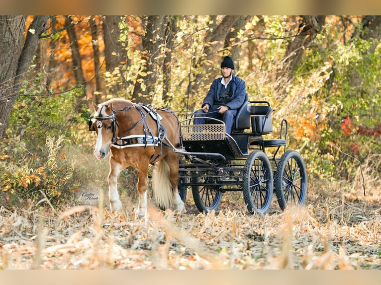 caballo de tiro Mestizo Caballo castrado 6 años 157 cm Palomino in Independence