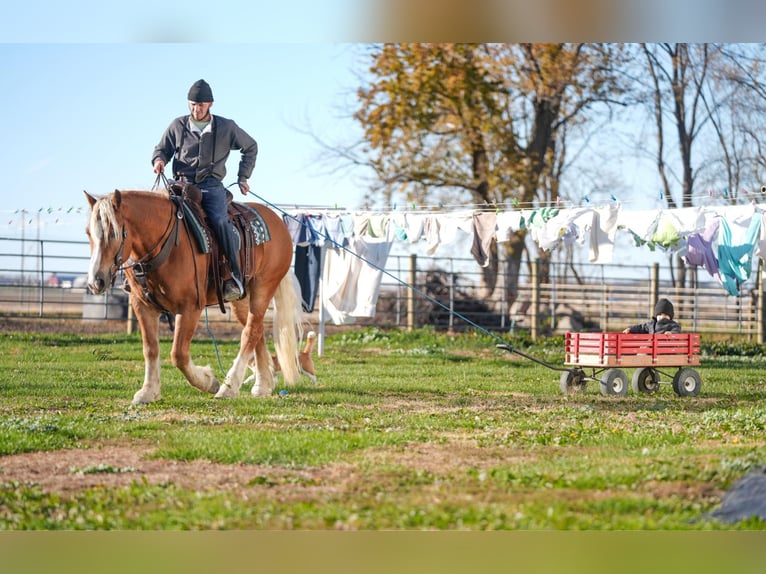 caballo de tiro Mestizo Caballo castrado 6 años 157 cm Palomino in Independence