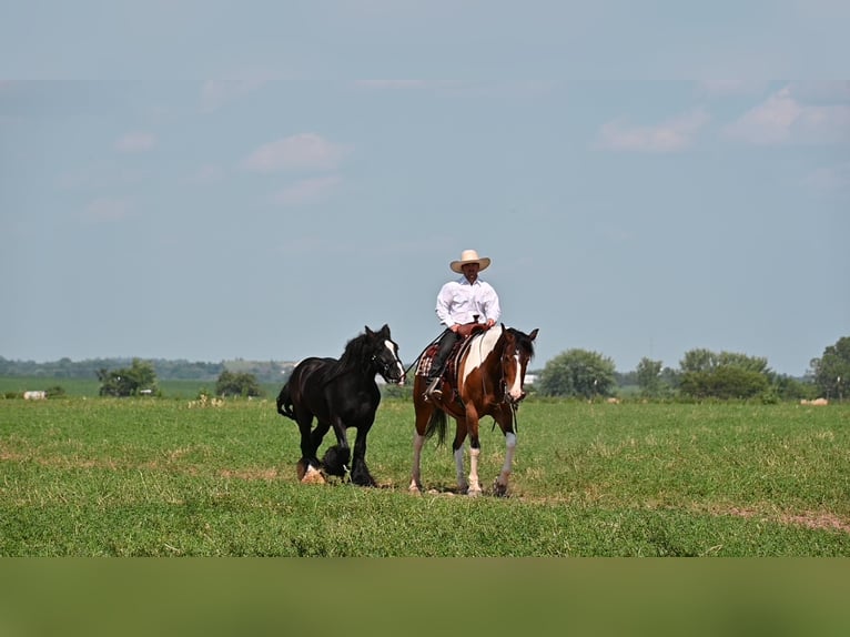 caballo de tiro Caballo castrado 6 años 157 cm Tobiano-todas las-capas in Fairbank IA