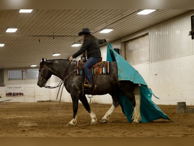 caballo de tiro Mestizo Caballo castrado 6 años 157 cm Tordo in Aguila