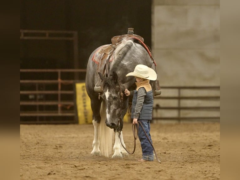 caballo de tiro Mestizo Caballo castrado 6 años 157 cm Tordo in Aguila