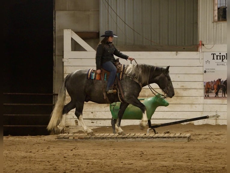 caballo de tiro Mestizo Caballo castrado 6 años 157 cm Tordo in Aguila