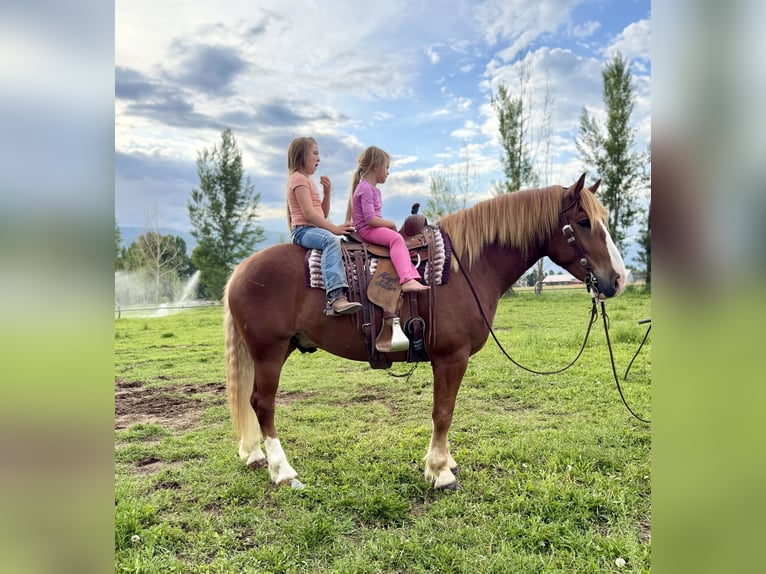 caballo de tiro Mestizo Caballo castrado 6 años 160 cm Alazán rojizo in Heber City