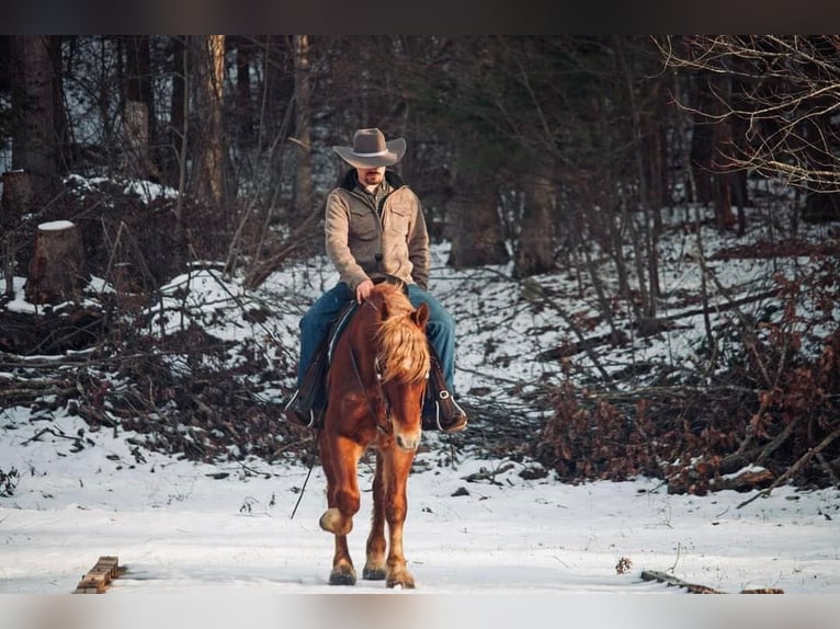 caballo de tiro Caballo castrado 6 años 160 cm Alazán rojizo in Everette PA