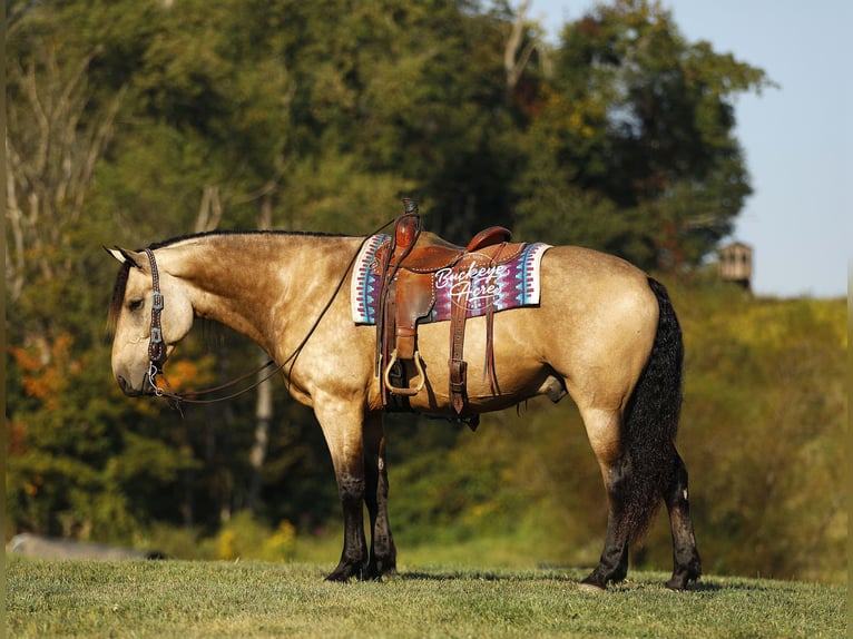 caballo de tiro Mestizo Caballo castrado 6 años 160 cm Buckskin/Bayo in Millersburg