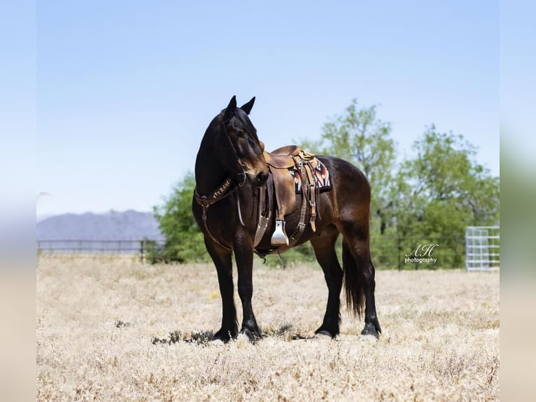 caballo de tiro Mestizo Caballo castrado 6 años 160 cm Castaño in Fergus Falls, MN