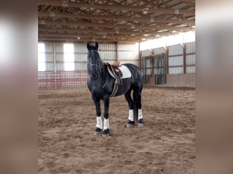 caballo de tiro Caballo castrado 6 años 160 cm Negro in Bloomfield IA