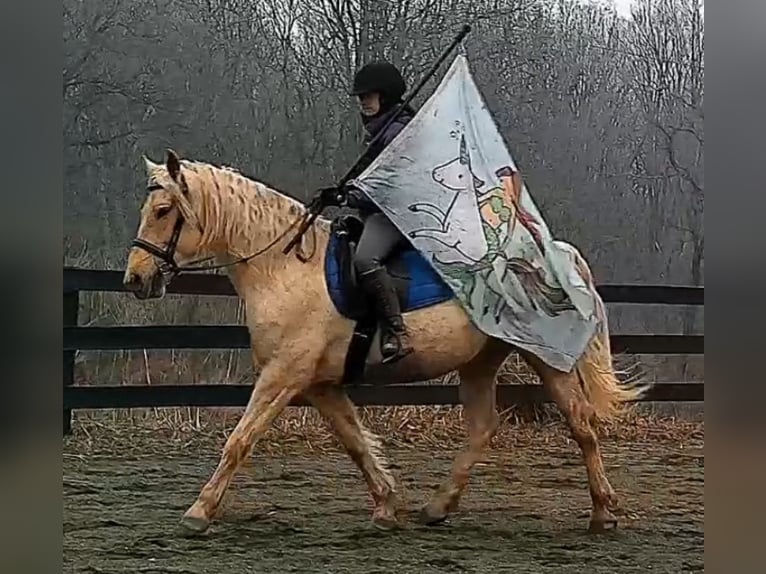 caballo de tiro Caballo castrado 6 años 160 cm Palomino in Jeffersonton