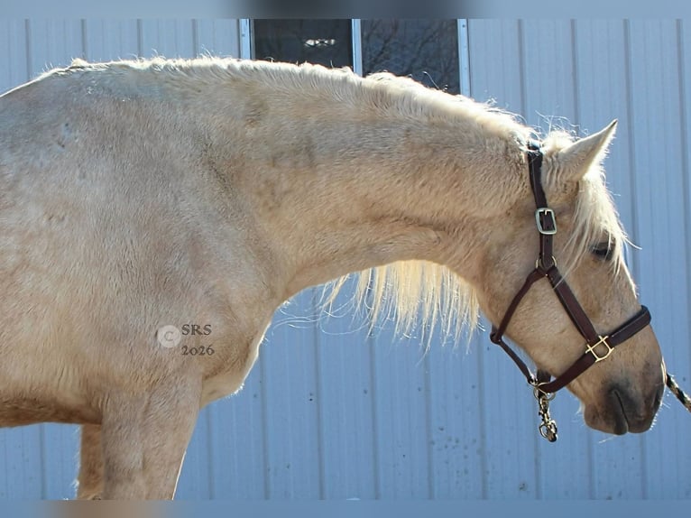caballo de tiro Caballo castrado 6 años 160 cm Palomino in Jeffersonton