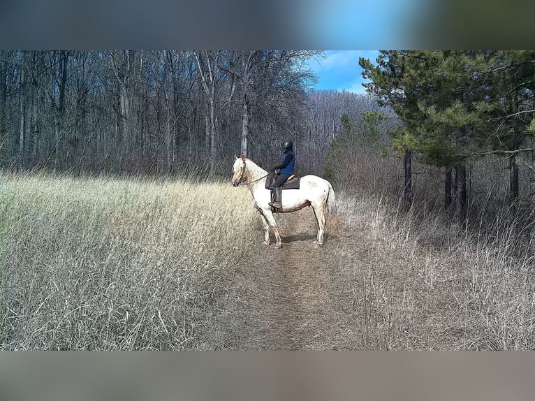 caballo de tiro Caballo castrado 6 años 160 cm Palomino in Jeffersonton