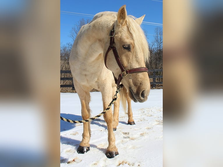 caballo de tiro Caballo castrado 6 años 160 cm Palomino in Jeffersonton