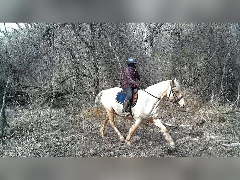 caballo de tiro Caballo castrado 6 años 160 cm Palomino in Jeffersonton
