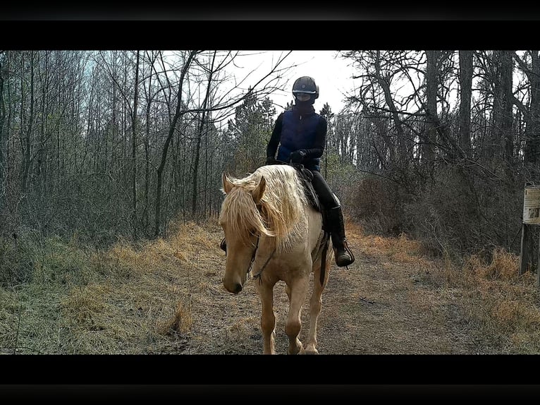 caballo de tiro Caballo castrado 6 años 160 cm Palomino in Jeffersonton
