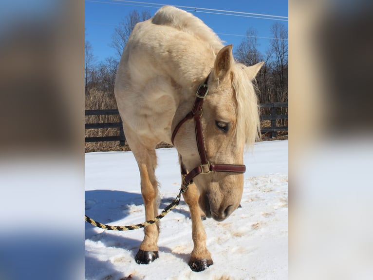 caballo de tiro Caballo castrado 6 años 160 cm Palomino in Jeffersonton