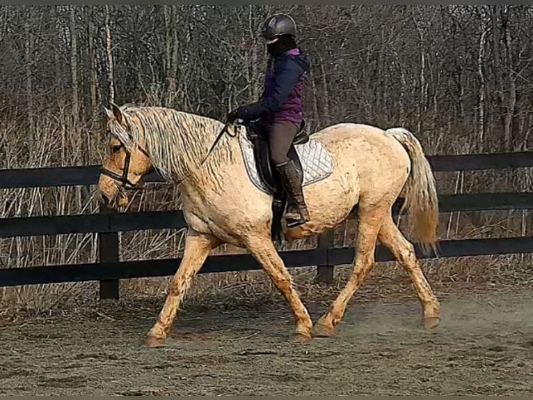 caballo de tiro Caballo castrado 6 años 160 cm Palomino in Jeffersonton