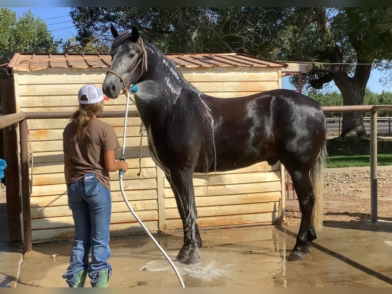 caballo de tiro Mestizo Caballo castrado 6 años 160 cm in Waterford, CA
