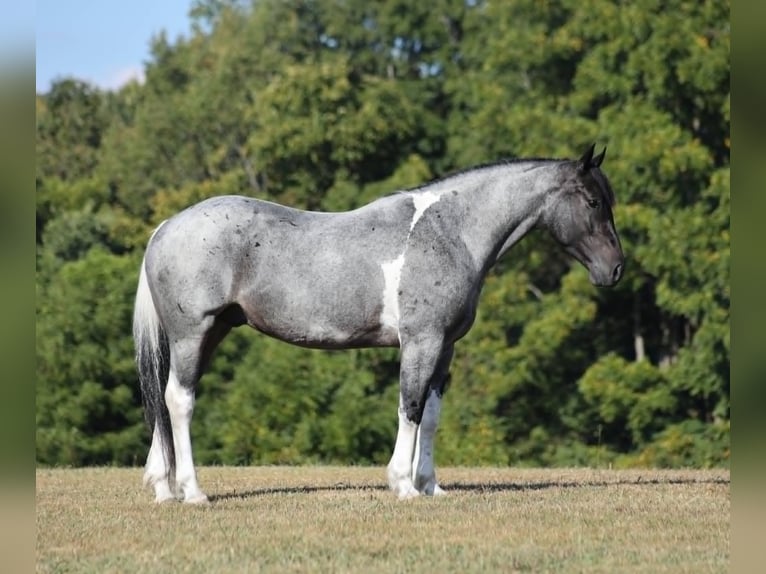 caballo de tiro Caballo castrado 6 años 160 cm Ruano azulado in Mount Vernon