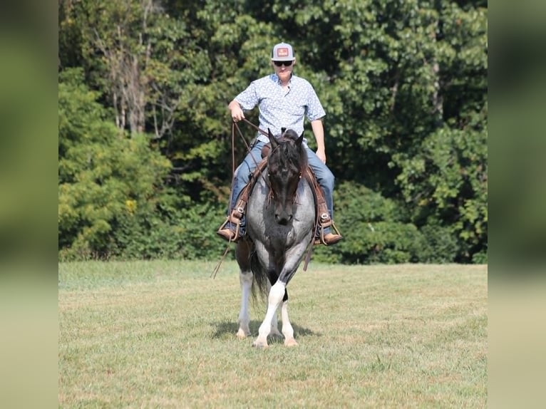caballo de tiro Caballo castrado 6 años 160 cm Ruano azulado in Mount Vernon