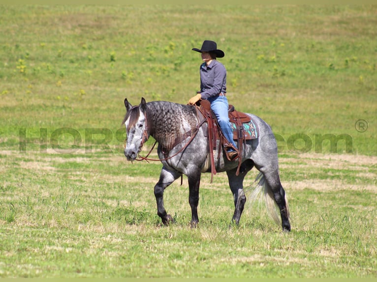 caballo de tiro Mestizo Caballo castrado 6 años 160 cm Tordo rodado in Clarion, PA