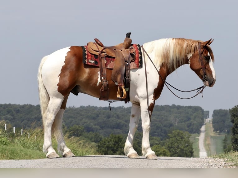 caballo de tiro Mestizo Caballo castrado 6 años 163 cm Alazán rojizo in Purdy, MO